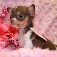 CHIHUAHUA TOY BIANCHI CIOCCOLATO pag in 12 rate