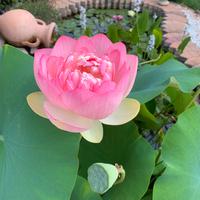 Fior di Loto Mrs. Perry D. Slocum rizomi