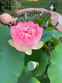 Fior di Loto Mrs. Perry D. Slocum rizomi