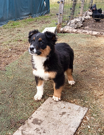 Cucciola pastore australiano