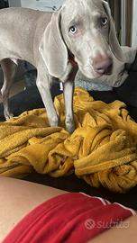 Bracco Weimaraner