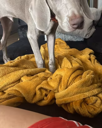 Bracco Weimaraner