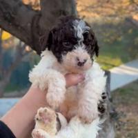 Lagotto romagnolo