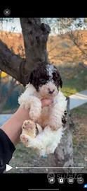 Lagotto romagnolo