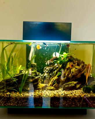 acquario