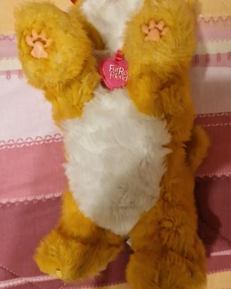 gatto 