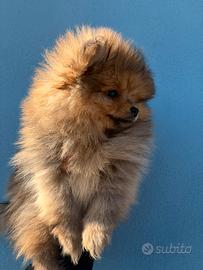 Spirz pomerania toy