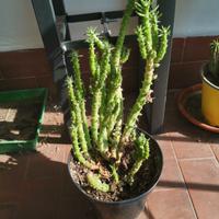 Pianta grassa