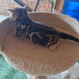 Cuccioli Gattini Bengala