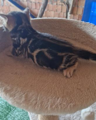 Cuccioli Gattini Bengala