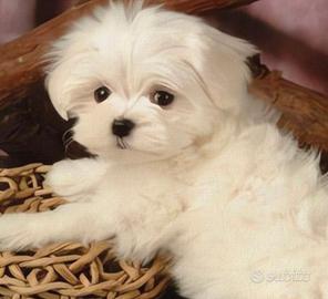 Maltese con pedigree taglia piccola