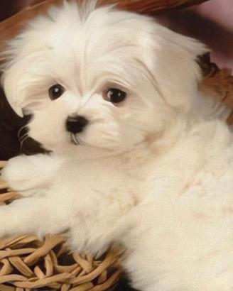 Maltese con pedigree taglia piccola