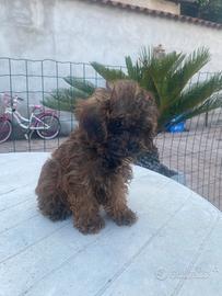 Barboncino toy maltipoo