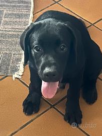 Cuccioli labrador