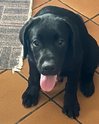 Cuccioli labrador