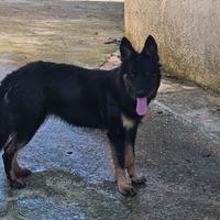 Incrocio husky pastore tedesco