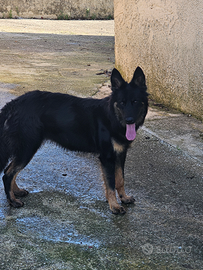 Incrocio husky pastore tedesco