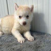 Siberian Husky con pedigree enci