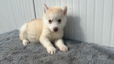 Siberian Husky con pedigree enci