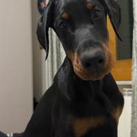 Cucciola dobermann