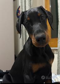 Cucciola dobermann