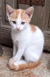Gattine di 2 mesi