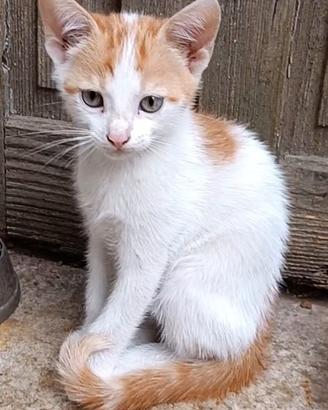 Gattine di 2 mesi