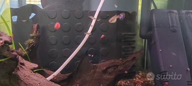 Guppy adulti 2, piccoli 30, 2 lumache killer