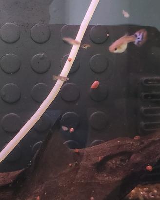 Guppy adulti 2, piccoli 30, 2 lumache killer