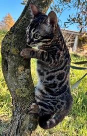 Fantasticissimo Gatto Bengal