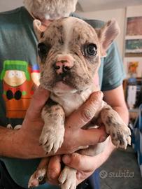 Cuccioli Bulldog francese