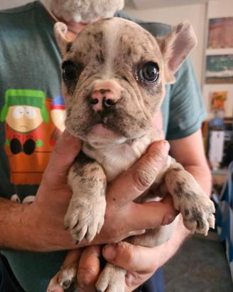 Cuccioli Bulldog francese