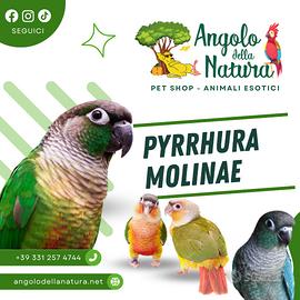 Pappagallo Pyrrhura Conuro guance verdi pet