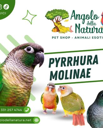 Pappagallo Pyrrhura Conuro guance verdi pet