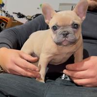 Bulldog francese