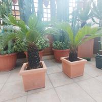 pianta cycas più vaso più un sacco di terra
