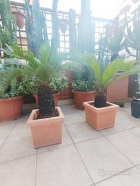 pianta cycas più vaso più un sacco di terra