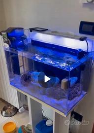 acquario 