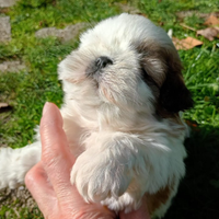 Shih tzu Taglia Piccola