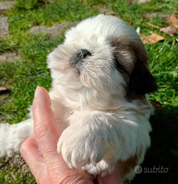 Shih tzu Taglia Piccola