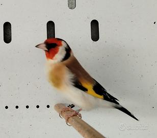 Cardellino Frigoris (Mayor)