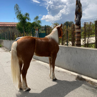 Cavallo