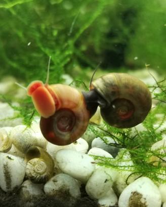 Lumache Planorbarius mixed color