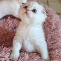 Cucciolo Scottish Fold con pedegree