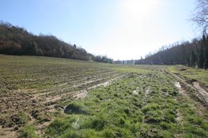 TR24 - Sinalunga terreno di 6 ha 5550 metr