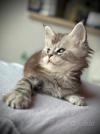 Splendido Cucciolo di Maine Coon