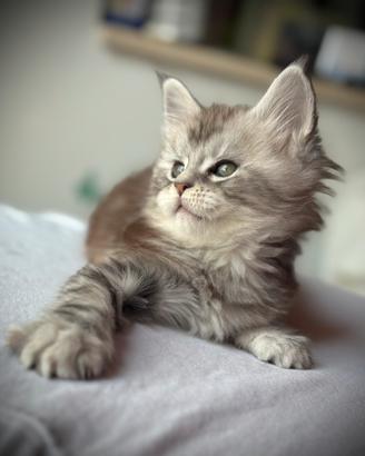 Splendido Cucciolo di Maine Coon