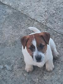 Jack russell