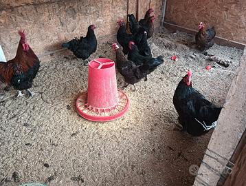 Marans