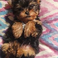 Cuccioli Yorkshire Terrier